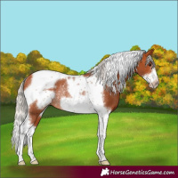 Horse Color:Silver Bay Tobiano Frame Rabicano