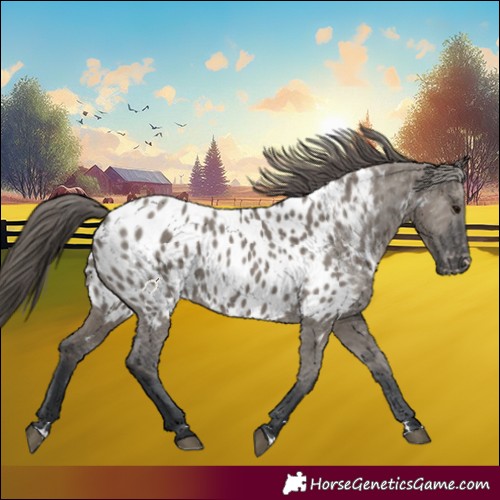 Horse Color:Grullo Near Leopard 
