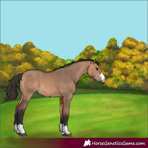 Horse Color:Unknown 