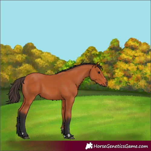 Horse Color:Unknown 