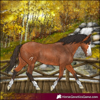 Horse Color:Bay Rabicano 