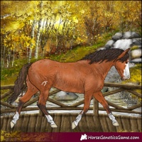 Horse Color:Bay Rabicano 