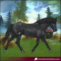 Horse Color:Black 