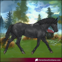 Horse Color:Black 