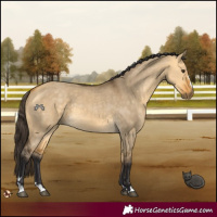 Horse Color:Buckskin Dun 