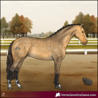 Horse Color:Buckskin Dun 
