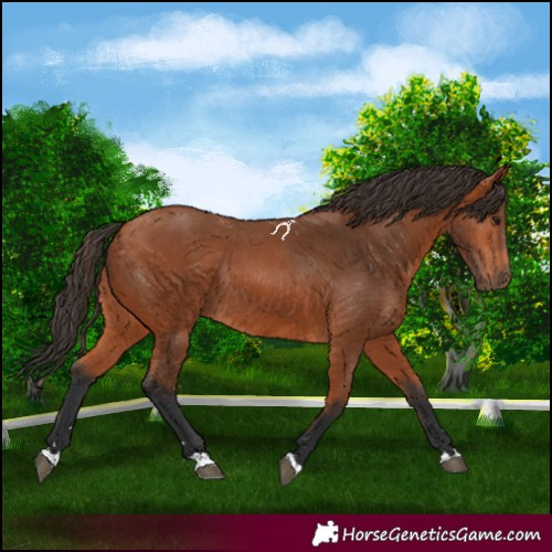 Horse Color:Bay Rabicano 