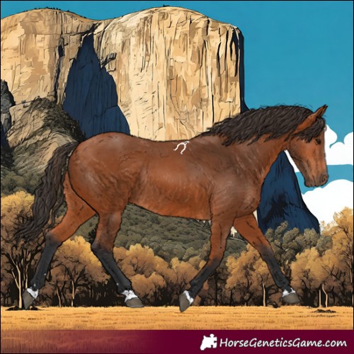 Horse Color:Bay Rabicano 