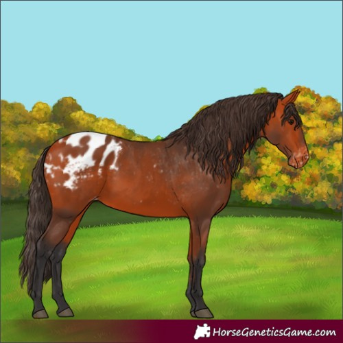 Horse Color:Bay Appaloosa
