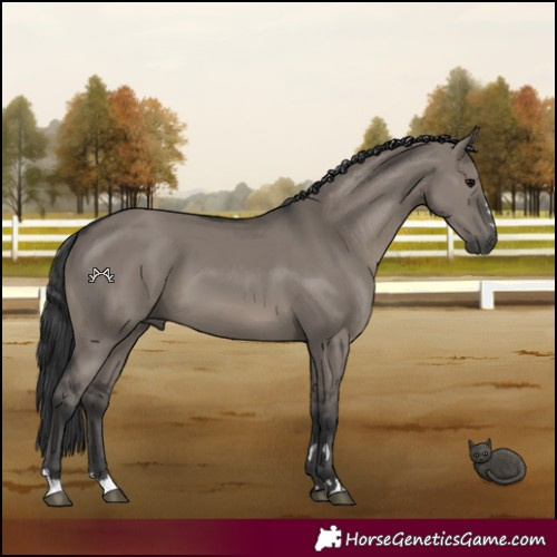 Horse Color:Grullo 