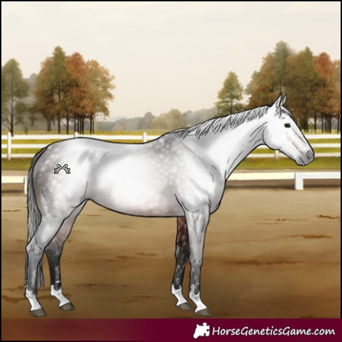 Horse Color:Gray Bay 