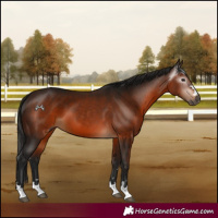 Horse Color:Gray Bay 
