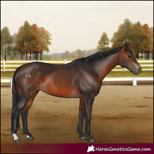 Horse Color:Brown 