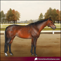 Horse Color:Brown 