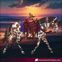 Horse Color:Bay Appaloosa 