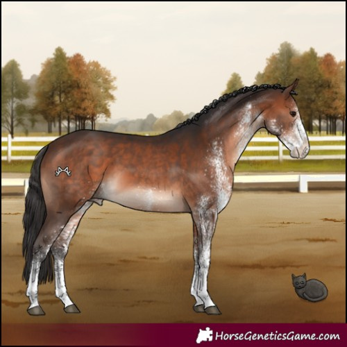 Horse Color:White Spotted Brown 