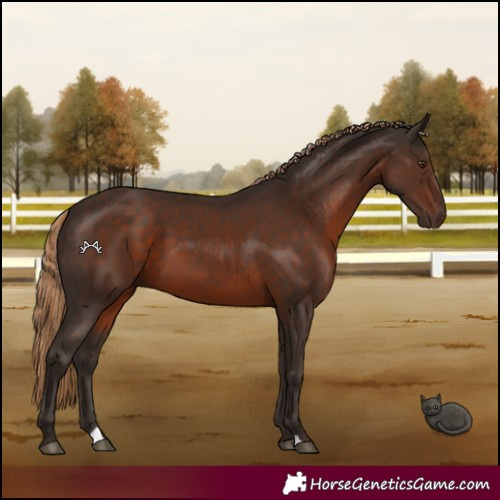 Horse Color:Liver Chestnut 