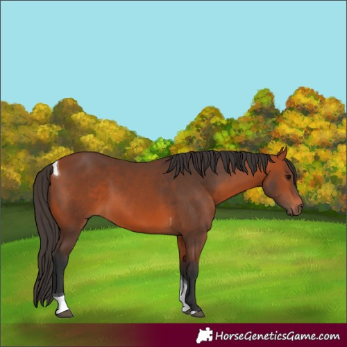 Horse Color:Bay Tobiano 