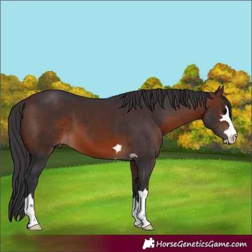 Horse Color:Brown 