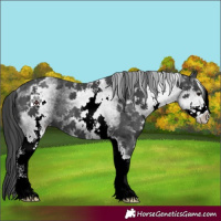 Horse Color:White Spotted Black Rabicano 