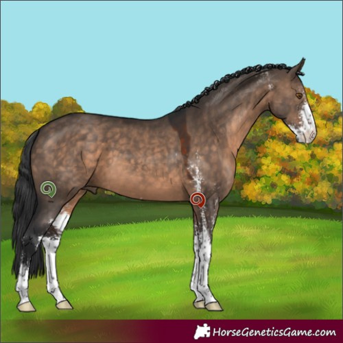 Horse Color:Brown Dun Sabino 