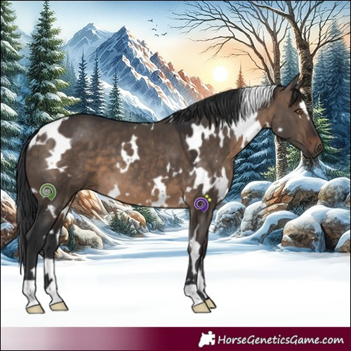 Horse Color:White Spotted Brown Dun 