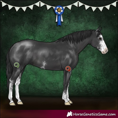 Horse Color:Black Sabino 