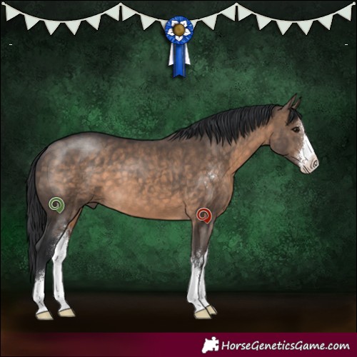 Horse Color:Brown Dun Sabino 