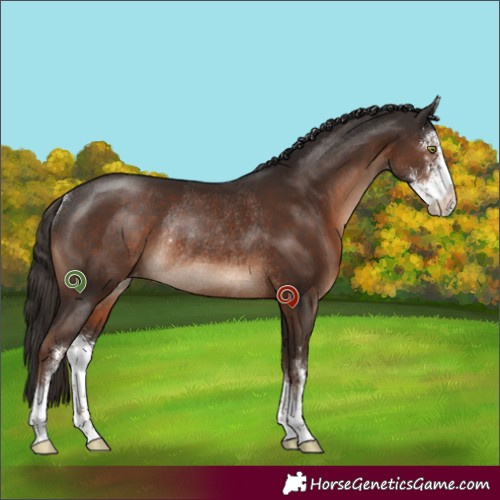Horse Color:Liver Chestnut Sabino Appaloosa Rabicano 