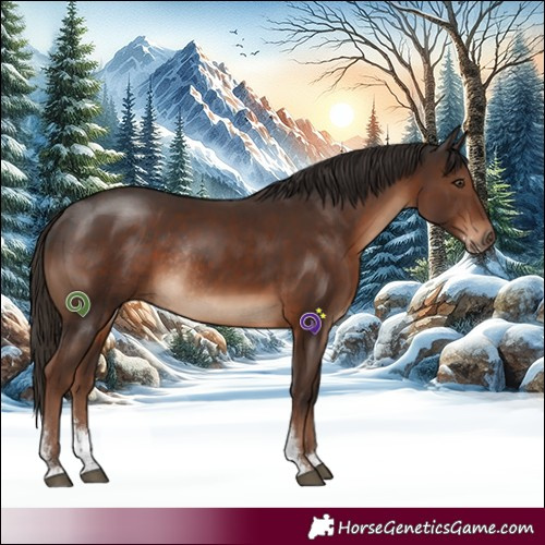 Horse Color:Liver Chestnut Sabino Rabicano