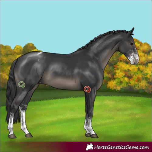 Horse Color:Black Sabino Appaloosa 
