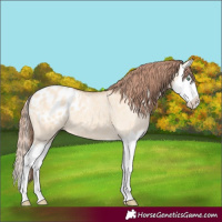 Horse Color:Amber Champagne Dun Splash Appaloosa 