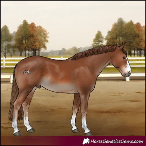 Horse Color:Chestnut 