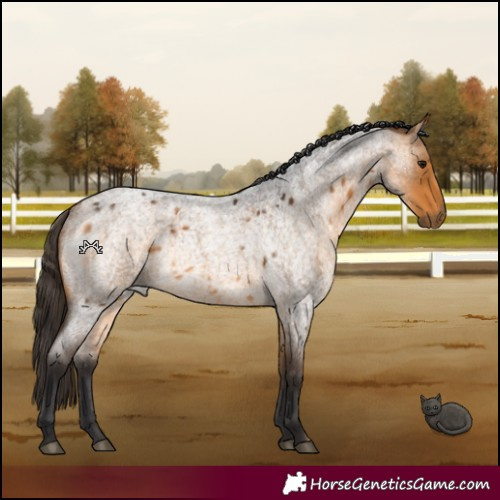 Horse Color:Buckskin Roan Rabicano 