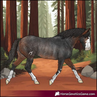 Horse Color:Bay Rabicano 