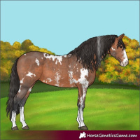 Horse Color:White Spotted Bay Sabino