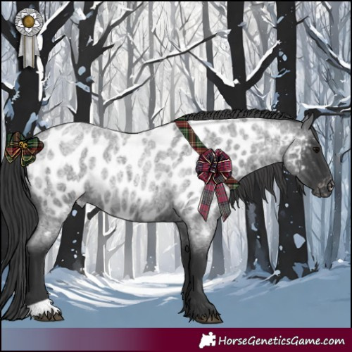 Horse Color:Blue Roan Appaloosa 