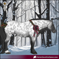 Horse Color:Blue Roan Appaloosa