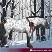 Horse Color:Blue Roan Appaloosa 