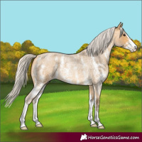 Horse Color:Silver Buckskin Roan Sabino 