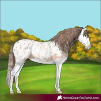 Horse Color:Bay Dun Splash Appaloosa 