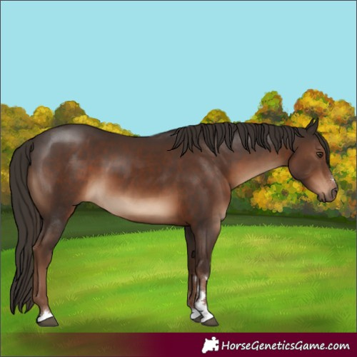 Horse Color:Liver Chestnut 