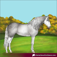 Horse Color:Gray Silver Black Splash