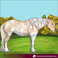 Horse Color:White Spotted Palomino Pearl 