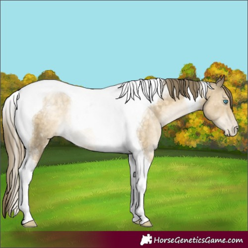 Horse Color:Buckskin Pearl Tobiano Rabicano 