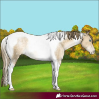 Horse Color:Buckskin Pearl Tobiano Rabicano