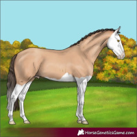 Horse Color:Amber Champagne Splash 