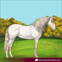 Horse Color:Palomino Roan Frame Rabicano 