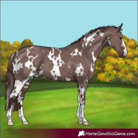 Horse Color:White Spotted Chocolate Grullo 