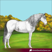 Horse Color:White Spotted Brown Tobiano 